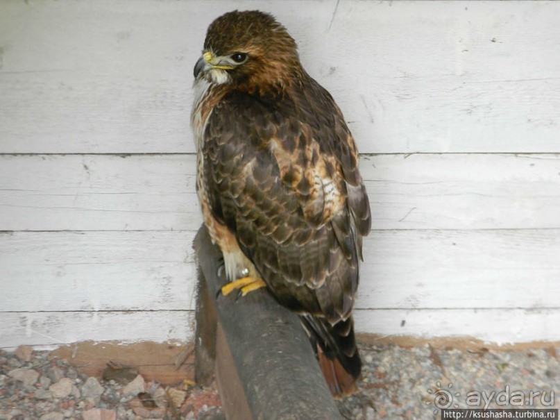 Кенгуру под сосной