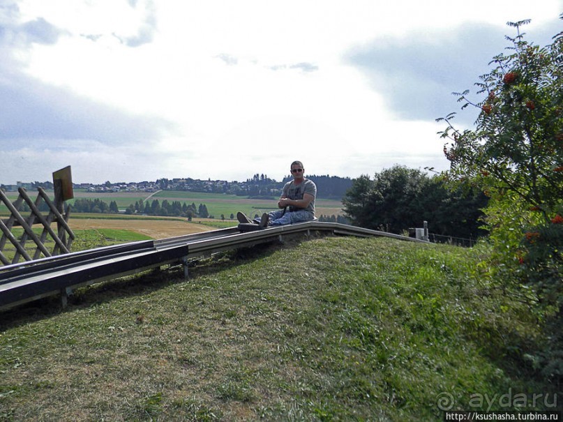 Кенгуру под сосной