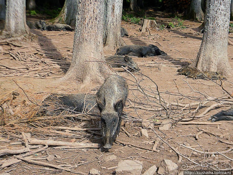 Кенгуру под сосной