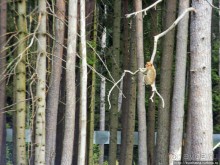 Кенгуру под сосной