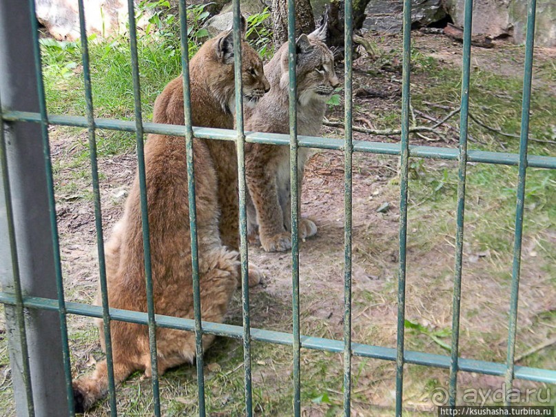 Кенгуру под сосной