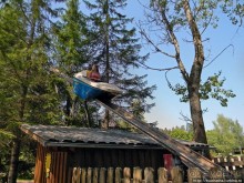 Кенгуру под сосной