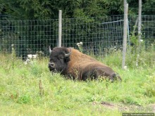 Кенгуру под сосной