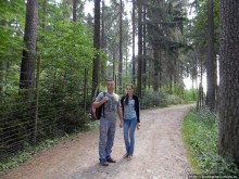 Кенгуру под сосной