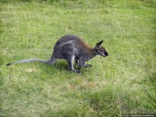 Кенгуру под сосной