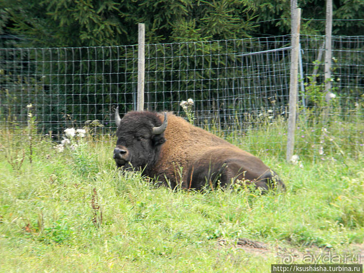 Кенгуру под сосной