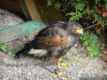 Кенгуру под сосной