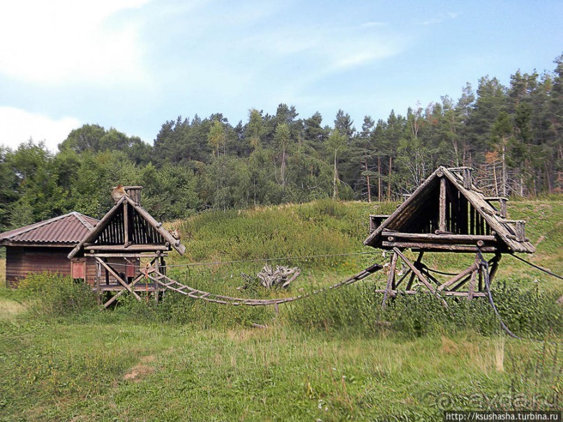 Кенгуру под сосной