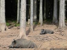 Кенгуру под сосной