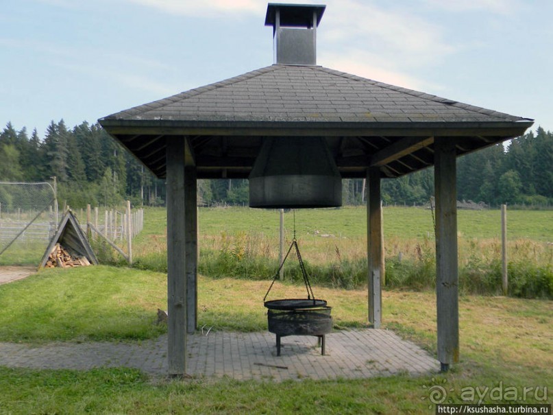 Кенгуру под сосной