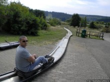 Кенгуру под сосной