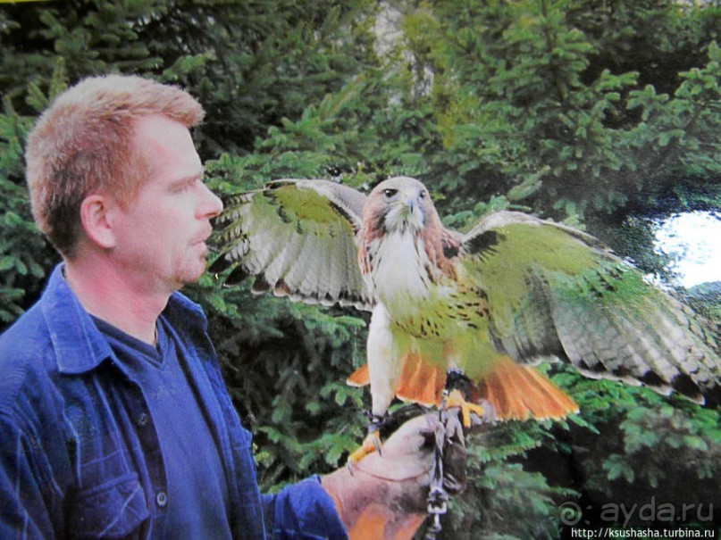 Кенгуру под сосной