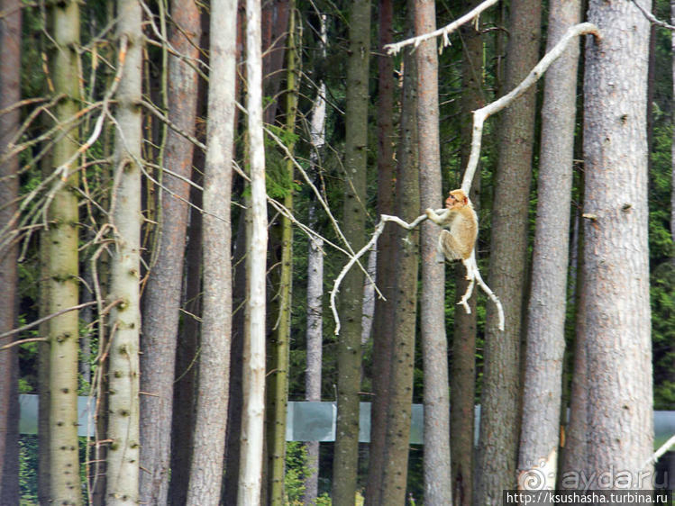 Кенгуру под сосной