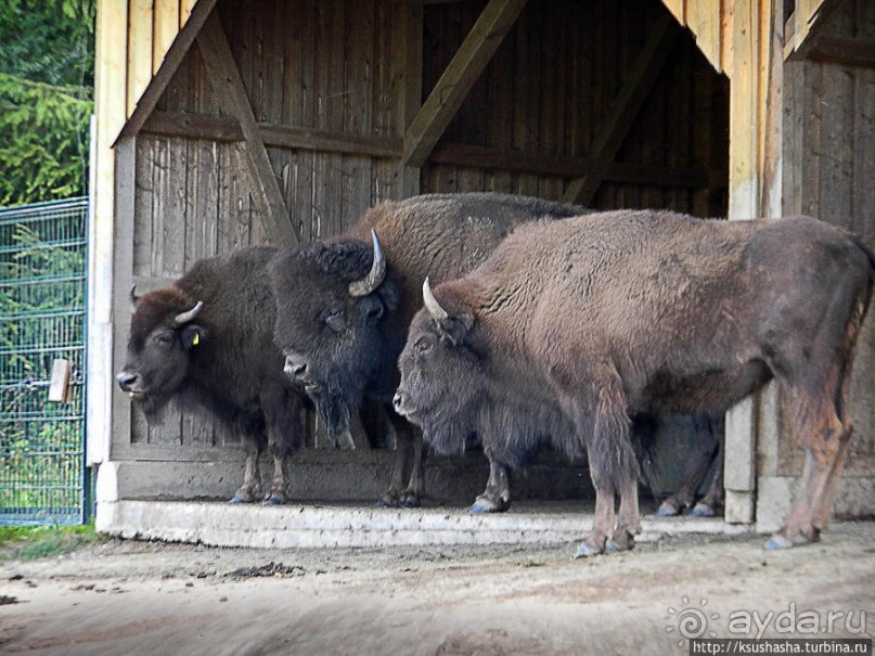 Альбом отзыва "Кенгуру под сосной"