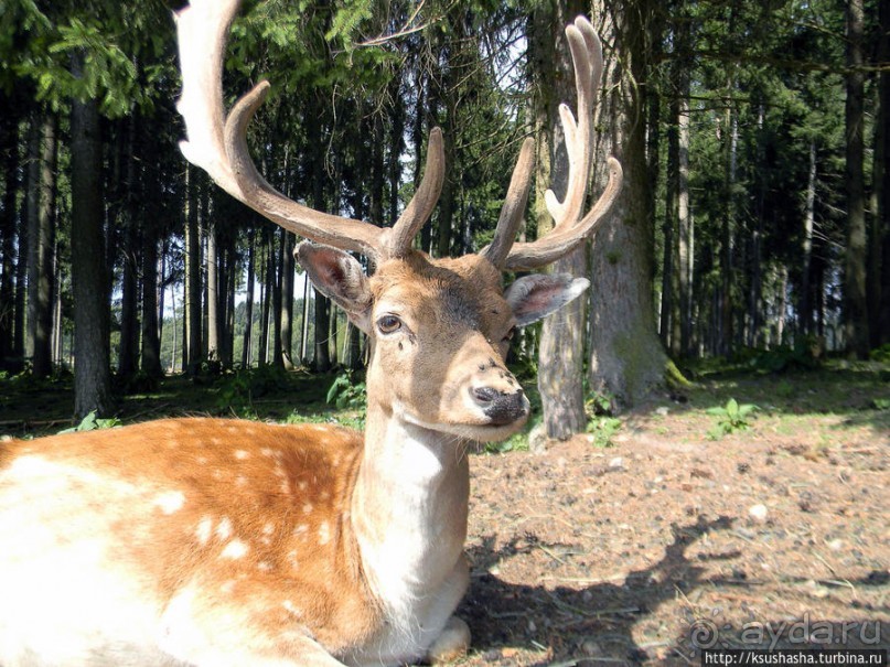 Альбом отзыва "Кенгуру под сосной"
