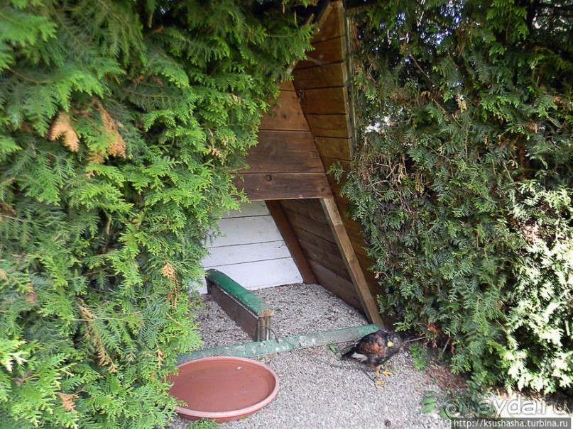 Альбом отзыва "Кенгуру под сосной"