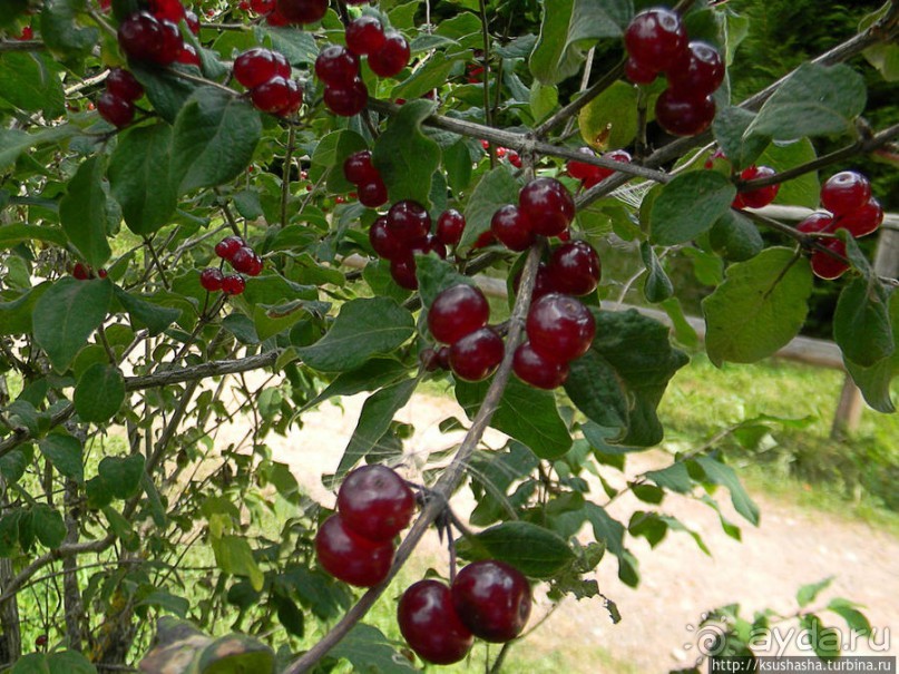 Альбом отзыва "Кенгуру под сосной"