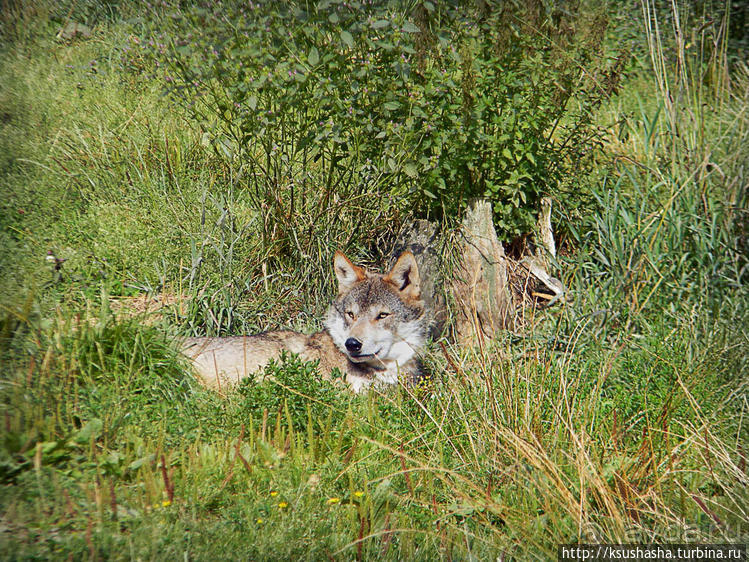 Альбом отзыва "Кенгуру под сосной"