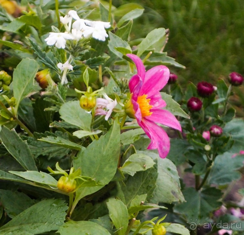 Альбом отзыва "Святыня в тумане"