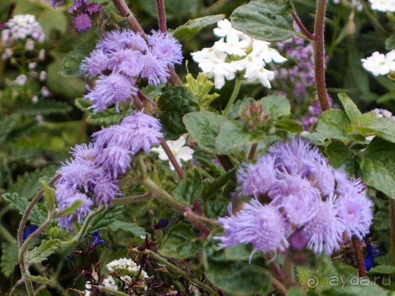 Святыня в тумане