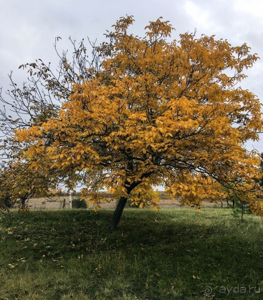 Святыня в тумане