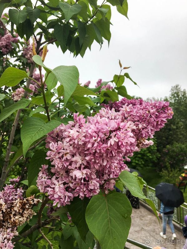 Долгий день в дождливом Самарканде Долгий день в дождливом Самарканде