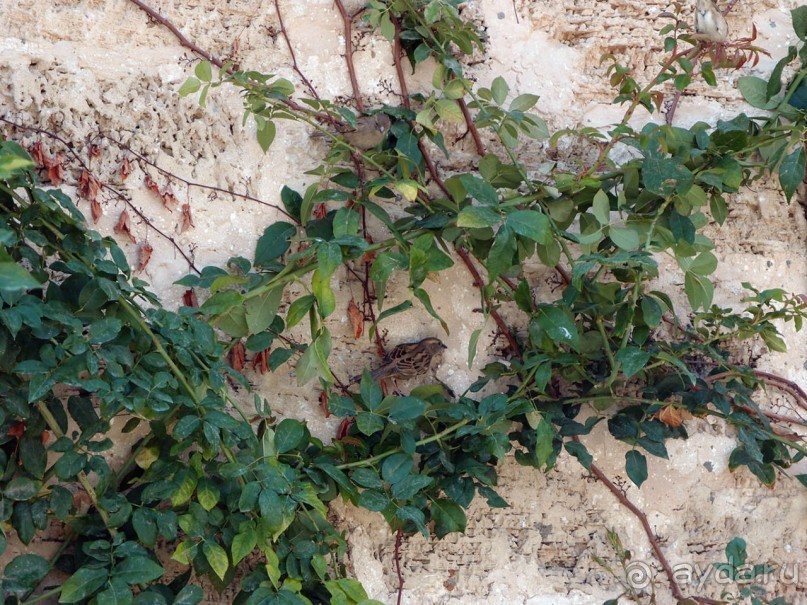 Островок Сарона