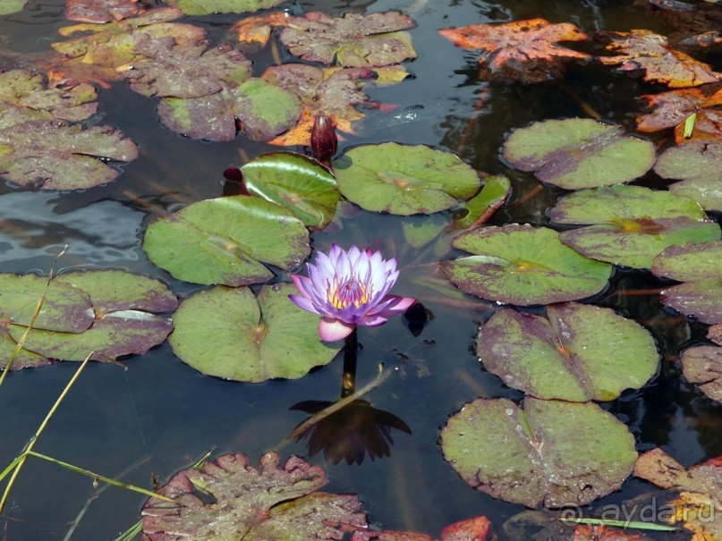 Островок Сарона