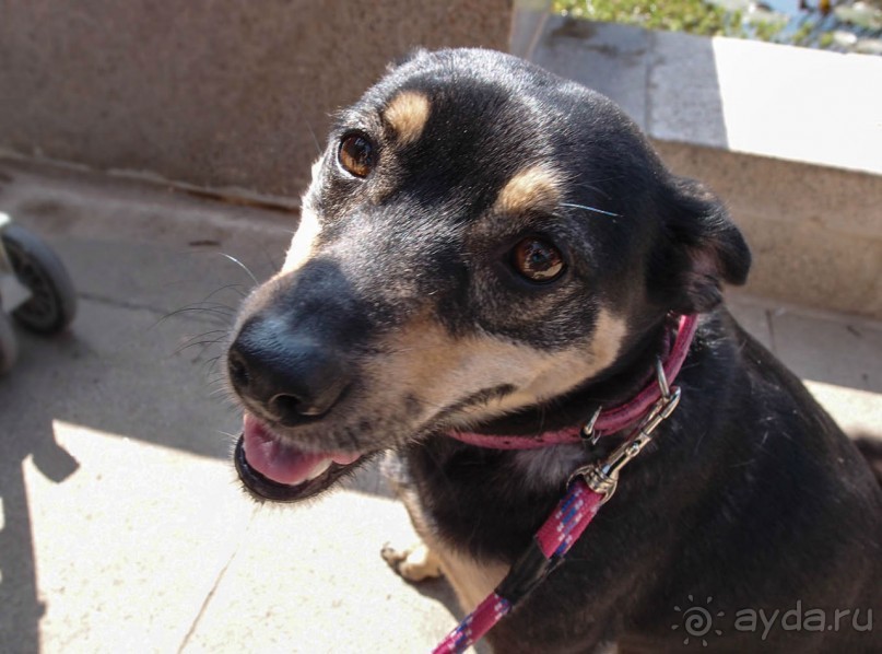 Островок Сарона