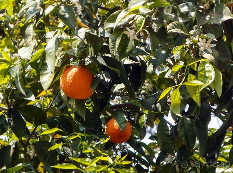 Островок Сарона