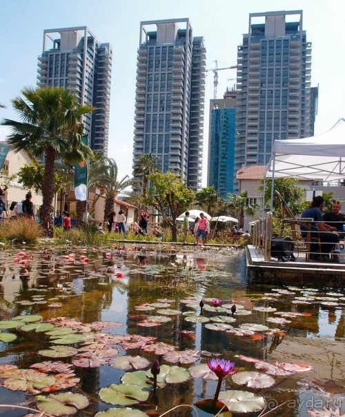 Островок Сарона