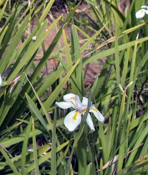 Островок Сарона