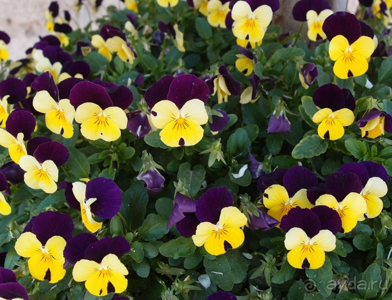 Островок Сарона