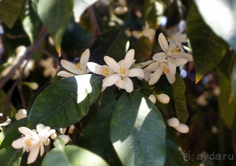 Островок Сарона