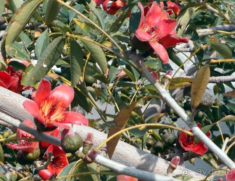 Островок Сарона