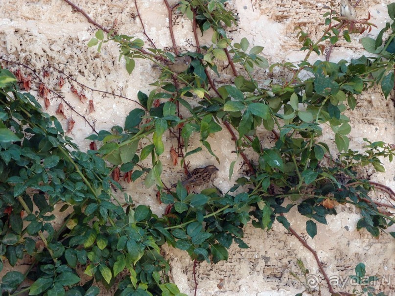 Островок Сарона