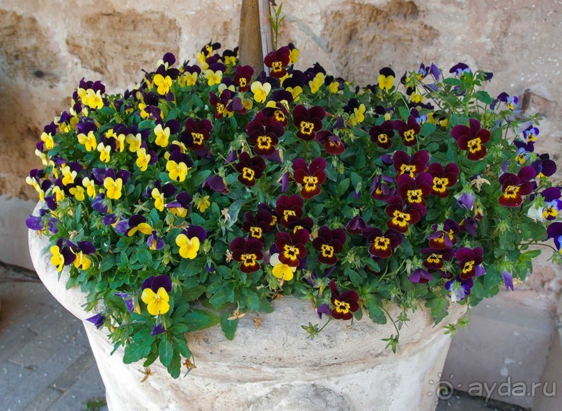 Островок Сарона