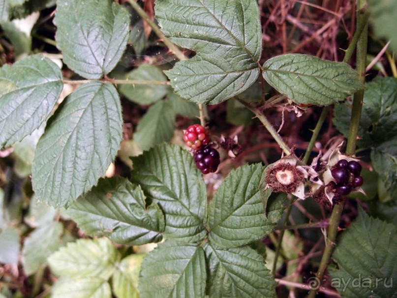 фото Карлоу