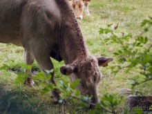 фото Карлоу