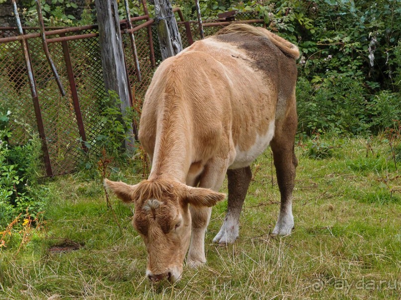 фото Карлоу