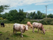 фото Карлоу