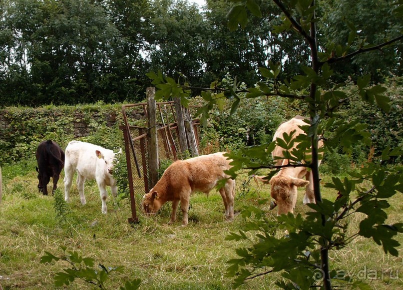 фото Карлоу