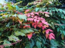 Дважды восемь от Брюгге до Брюгге