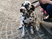 Альбом отзыва "Дважды восемь от Брюгге до Брюгге"