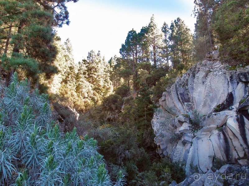 Альбом истории "Времена года в парке Тейде"