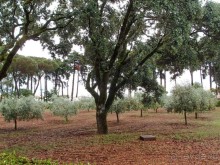 Официальное чудо Фатимы