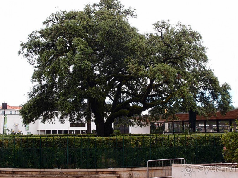 Официальное чудо Фатимы