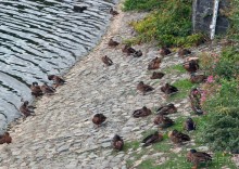 Типично ирландский Килкенни