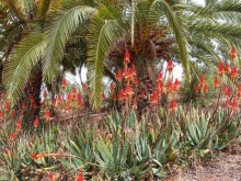 Ботанический сад Иерусалима и Стена Плача в праздничный день