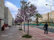 Ботанический сад Иерусалима и Стена Плача в праздничный день